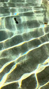 3.8K views · 116 reactions | Ouray Hot Springs Swimming Pool and Fitness Center on Reels | Facebook