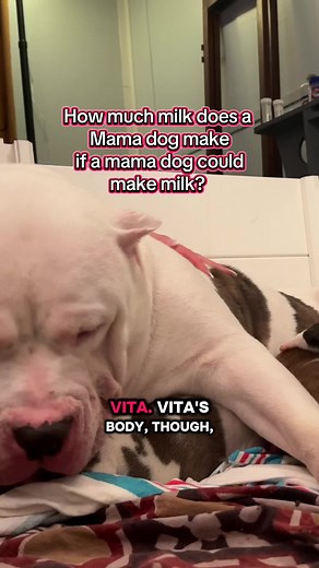 Understanding How Much Milk a Mother Dog Produces