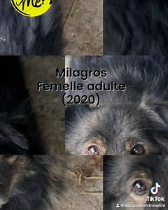 🔹Milagros femelle adulte taille moyenne ( 2020) 🔹Trouvée dans la rue ( roumanie ) 🔹Timide, elle a beaucoup progressee mais il lui faudra du temps et de la patience 🔺ok avec humains ok congénères chats non testé 🔺frais adoption: 290€ 🔺infos: contact@4newlife.org #puppy #Roumanie #romania #chiot #adoption #sauvetage #association4newlife #chiens #puppy #Roumanie #romania #chiot #adoption #sauvetage #association4newlife #chiens ⁣ #adoptdontshop🐾 #adopteddog #animals #dogoftheday #happydog #lo