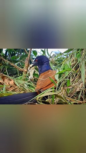 #Mother lathe predator, seizes chicks finches, and given his son... | Review Birds News