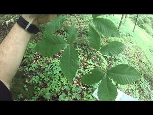 Beech tree identification video