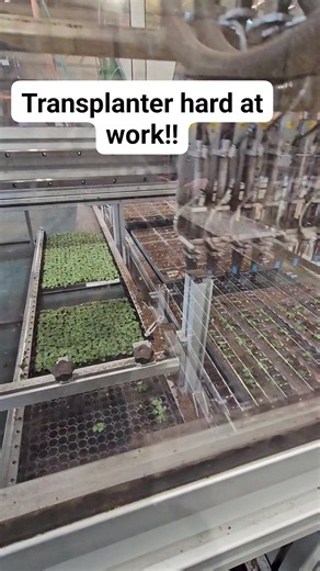 Our transplanter hard at work! | Corner Market and Greenhouse