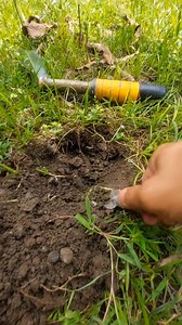 Awesome Pinpoint Detector Found Old Silver Coin. #treasurehunting #metaldetector #coinshunting #metaldetectingfinds | GO finder