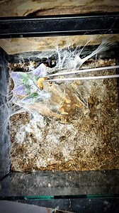 5.1K views · 111 reactions | ️ #ChromatopelmaCyaneopubescens #Greenbottlebluetarantula #GBB #tarantula | ExoHunter | Facebook