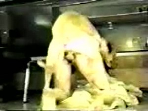 Assertive once shy filthy housewife getting nailed by large K9 in this xxx home bestiality scene