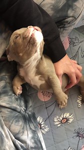 Derpy says Good Moring! He’ll take some belly scratches and please don’t forget•• Today is $5 Friday!! Happy Friday, Friends! Links to spread love below, THANK YOU! https://linktr.ee/cleftpupgirl | Cleft Pup Brigade