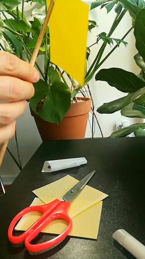 This is how I get rid of fungus gnats. I use Mosquito Bits to get rid of larvae and yellow sticky notes for adults. They work great in combination!⠀ ⠀ There are of course many other ways to fight them, some of which I will address in other posts ☺️ ⠀ ⠀ You can find links to Mosquito Bits and yellow sticky notes in the comments. ⠀ What have you found works for you?⠀ Musician: Ikson Song: Libre | Mr. Houseplant