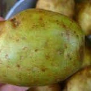 Solanine is a glycoalkaloid poison found in species of the...