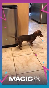 9.4K views · 117 reactions |  Cuando hasta el perrito tiene ritmo para la música de #Magic. ¡Esa colita lleva el beat perfecto! ✨ Sintoniza y deja que la magia te mueva… ¡o te haga mover la cola!  #magic #tuvidaenmusica | MAGIC 97.3 Fm Metro 99.5 Fm Isla | Facebook