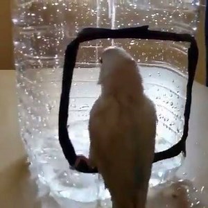 Douche matinale | Codes de fun.