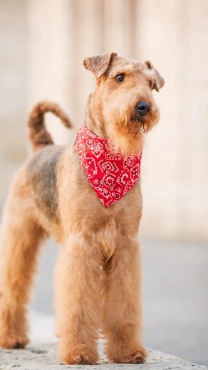 5K views · 46 reactions | Airedale terrier #airedaleterrier | PAW POINT UK | Facebook