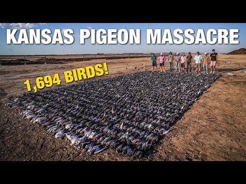 1,694 PIGEONS IN ONE HUNT!!! EPIC Pigeon Hunting Over Decoys!