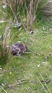  Hopping, sniffing, digging and scurrying .. get your fill of this amazing endangered species, the Eastern barred bandicoot, join our discovery tours this school holidays. Limited time only. Get your tickets now! | Penguins of Phillip Island - India Page | Facebook