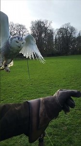SNOWY OWL FLIES TO GLOVE (IN TRAINING!) SLOW MOTION