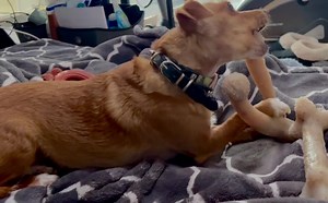 Daisy’s foster family absolutely adores her quirky Doxie personality, it’s spunky & lovable. She is a sweet 2 year old Chi-Doxie mix, 8lb pup who will very excitably jump on you for attention, gives kisses that include nibbling your nose & snuggling on your lap. Like most Doxie’s she easily bonds with people & will anxiously bark at new people. She is an energetic player that needs an active doggy playmate, willing to chase & wrestle with all day. She is dog door potty trained, she enjoys the fr