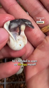 He saved this baby gecko's life! 🥺 | Lovimals