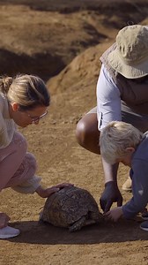 Have you ever touched a tortoise before? 🐢 A gentle trace across their shell reveals a fascinating blend of both hard and smooth, marked by intricate mosaic-like ridges. Their skin also offers a surprising contrast ~ soft, slightly rough, with a texture reminiscent of leather. We are grateful for the chance to have these tactile encounters in nature! #tortoise #travelexperience #wildlifesightings #wildlifefacts #wildlifeplanet #wildlifeonearth #wildlifelovers #wildlifeseekers #wildlifesafari #a