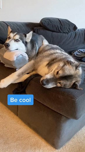 Siblings always snitch #WhenWeWereYounger #dogsoftiktok #siberianhusky #training #DogTraining #focus #reels2024 | Kharen July