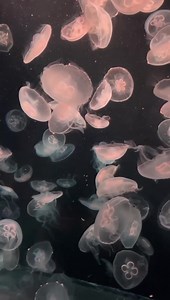 Marian Rivera on Reels