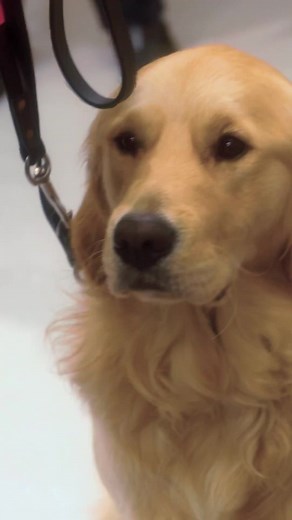 Virgin Atlantic's cabin crew will receive training from Guide Dogs to help them better support customers who have a visual impairment♥️ You can also donate Virgin Points to Guide Dogs UK through Virgin Red: https://virg.in/Jhun | Virgin Red