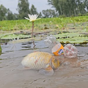187K views · 765 reactions | Amazing Fishing Trap By Bottle - Plastic Bottle Fish Trap With Rainy Day #fishing #bottlefishing #fishing24 | Fishing 24 | Facebook