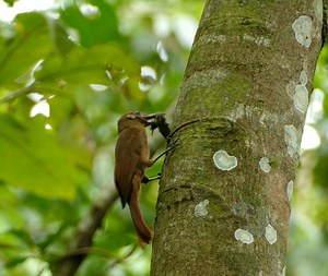 Plain Brown Woodcreper destroying and eating moth while perched on tree #nature #birds #safari #wildlife | Room animals