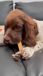 Brew for Moo facts 2200 packets of Pooch & Mutt dental sticks given out in goody bags. Without the support of companies like this we wouldn’t be able to do what we do. A massive thank you! | Max Out in the Lake District