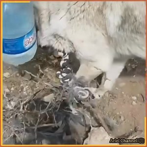 19K views · 464 reactions | Thank you for your kindness | Papa Ken Bacolod | Facebook