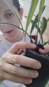 Mini orquídea negra | Orquidário Mantovani