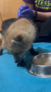 12K views · 366 reactions | Our first orphaned mammal of the year has...