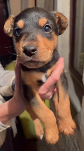 Mousse puppy 💥 We really need canned royal mousse and royal mini starter kibble.l 💥 💔😞 Mini has been driven to the hospital for a full check up because she seems in a big pain very often recently! Please support her 🙏 ❌ Bolyhos and her 2 tiny 4-week-old babies were left alone by a family who moved. The mother is about 8 kg, friendly with people and dogs too. Mini is only half size of her brother Mousse (black and brown puppy) 💜 Please support our work so we can continue the rescue work of 