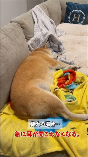 【柴犬あるある】洋犬と日本犬おしっこへ行く時の違い… #柴犬 #シベリアンハスキー #short #shorts