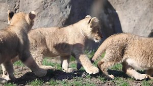 Some highlights from the cubs’ first outdoor exploration! #LionWatch 📸: Sean Raju | Lincoln Park Zoo