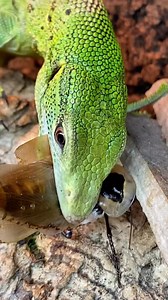 25K views · 176 reactions | Sabzi, my female green tree monitor...
