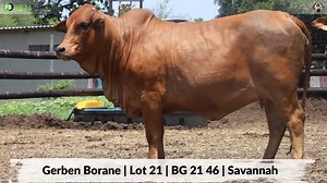 34 reactions · 16 shares | Gerben Borane pourdly presents Lot 21 | BG...