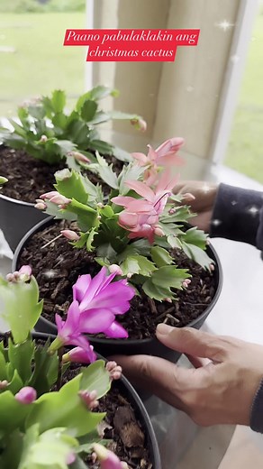#paanopabulaklakinangchristmascactus #tips #tipsandtricks #christmascactusblooming #highlights #everyone #friends | Lani Gabucayan Gardose Cornelio