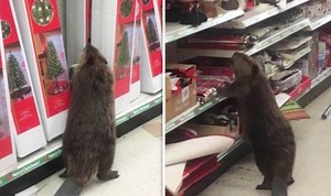 ADORABLE beaver causes CHAOS as it shops for Christmas