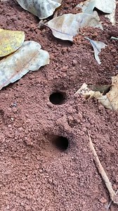 930K views · 1.4K reactions | 2 Brave boy using bullet ants to catching crickets for food | کبل گراونڈ | Facebook