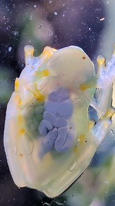 29K views · 338 reactions | No secrets here 﫥 This is a glass frog, a tiny amphibian with transparent skin that reveals its heart, liver, and intestines. The real twist? When it rests, it tucks most of its red blood cells into its liver, making its body nearly invisible to predators. One of nature’s cleanest camouflage tricks. #glassfrog #natureiswild #animalfacts #weirdanimals #wildlifereels #frogsoftiktok | Discvr Blog | Facebook