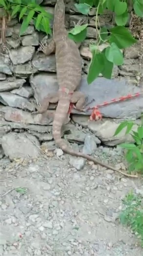 A rare monitor lizard ( شالاگو) has been captured by a local of Kuju Lower Chitral | Pride Of Chitral