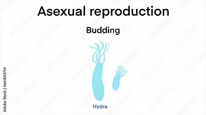 Asexual Reproduction diagram, Scientific Designing of Differences Between Sexual And Asexual Reproduction, Asexual vs sexual cellular reproduction types comparison outline diagram