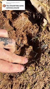 Big cat prints? #narrowayhomestead #homesteadtoktok #offgridlife #westvirginia #mountainlion #cougar #dnr #pond | Nate Petroski