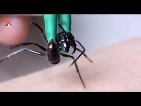 Coyote Peterson gets stung by bullet ant
