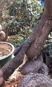 7.6K views · 12 reactions | Technology Cutting Tree o | Beautiful Places In India | Facebook