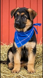 Farm life seems to suit this little guy perfectly. #fblifestyle #germanshepherd #FarmLife #GermanShepherdPuppy #CountryDog #BandanaStyle #GSD #PuppyLove #BarnDays #CuteDogs #DogsofFacebook #RusticVibes | German Shepherd Lovers