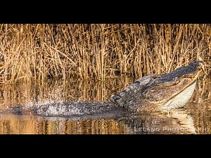 A Symphony of Alligators - Mating Call at Donnelley Wildlife Management Area