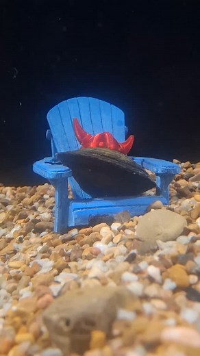 Monroe thinks he is a viking #petclamsociety #petclams4eva #petclam #clamstagram #clamsarefriendsnotfood #clamsocial #clamfluencer #clamsarecoolerthenkatsIwillhaveyouknowKaty #petco #petlovers #viralreels #viral #viralvideos #trending #trendingreels #trendingvideos #mostfamousclam #mostfamous #aquariumhobby #monroetheclam #mauricetheclam #claytoniotheclam #cliffordtheclam #horacetheclam #mariotheclam #eggberttheclam | Maurice the Clam