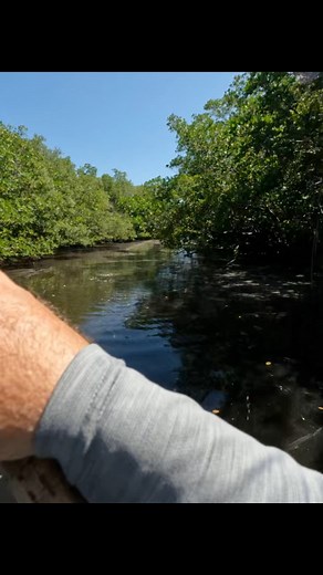 Mangrove Madness with the Tactical Inshore // #tforods #fishtheoriginal // Video: Capt. Stephen Ferrell // #tarpon #mangroves #inshorefishing #supfishing | TFO Rods - Temple Fork Outfitters