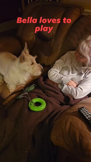 #scottieslovetoplay Bella is one of our favorite Bluegrass scottie pups! | Bluegrass Scottish Terriers