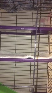 Baby Moon top floor binky fun! She so very happy today! #bunniesmatter #babymoon #binkygirl | Bunnies Matter in Vegas Too